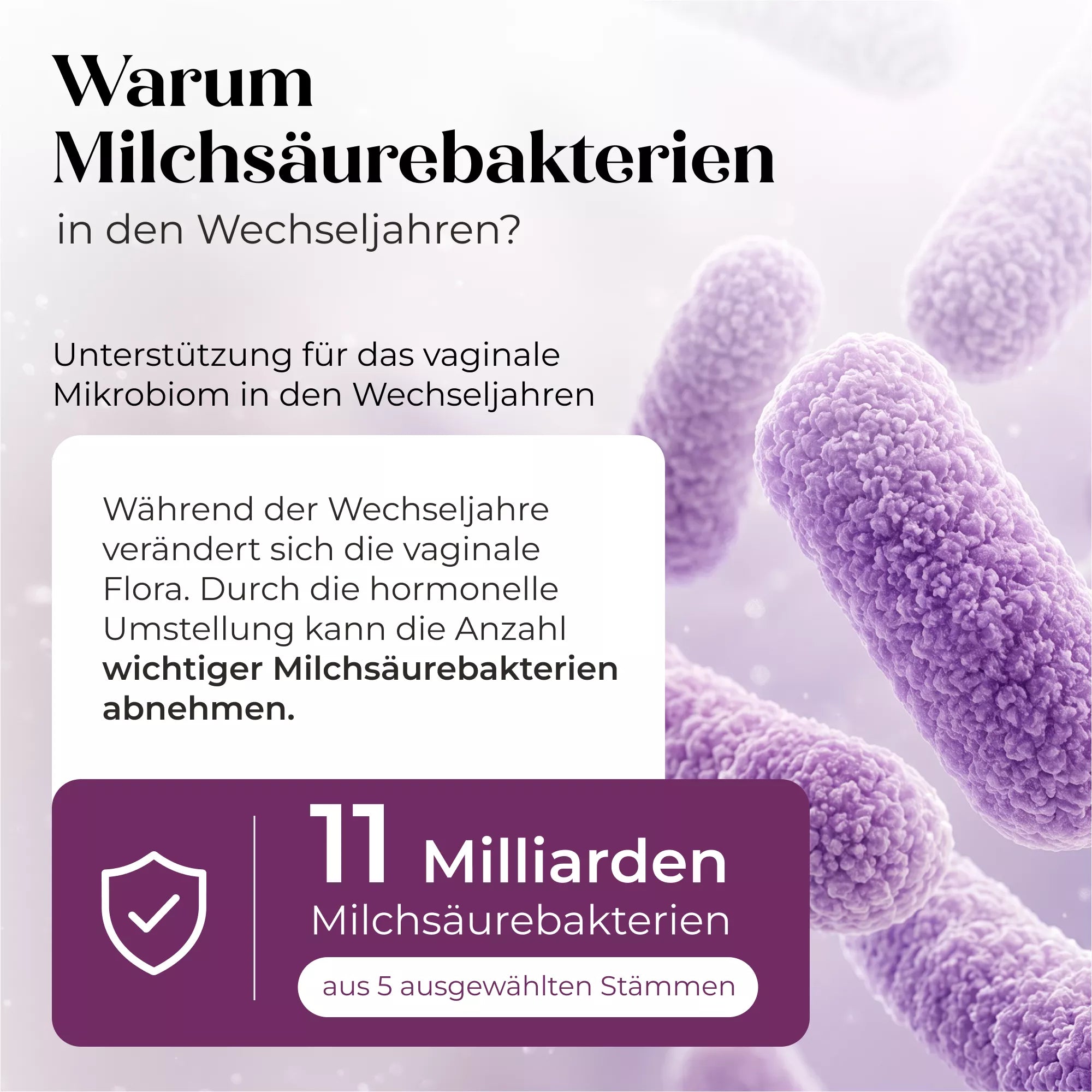 Nahaufnahme von violetten Milchsäurebakterien mit einem Text zur Bedeutung und zum Rückgang von Milchsäurebakterien für das Mikrobiom in den Wechseljahren sowie einem Hinweis auf Döderlein® Meno Biotic aus dem Döderlein-Shop mit 11 Milliarden Milchsäurebakterien aus fünf Stämmen pro Portion und deren Beitrag zum hormonellen Gleichgewicht.