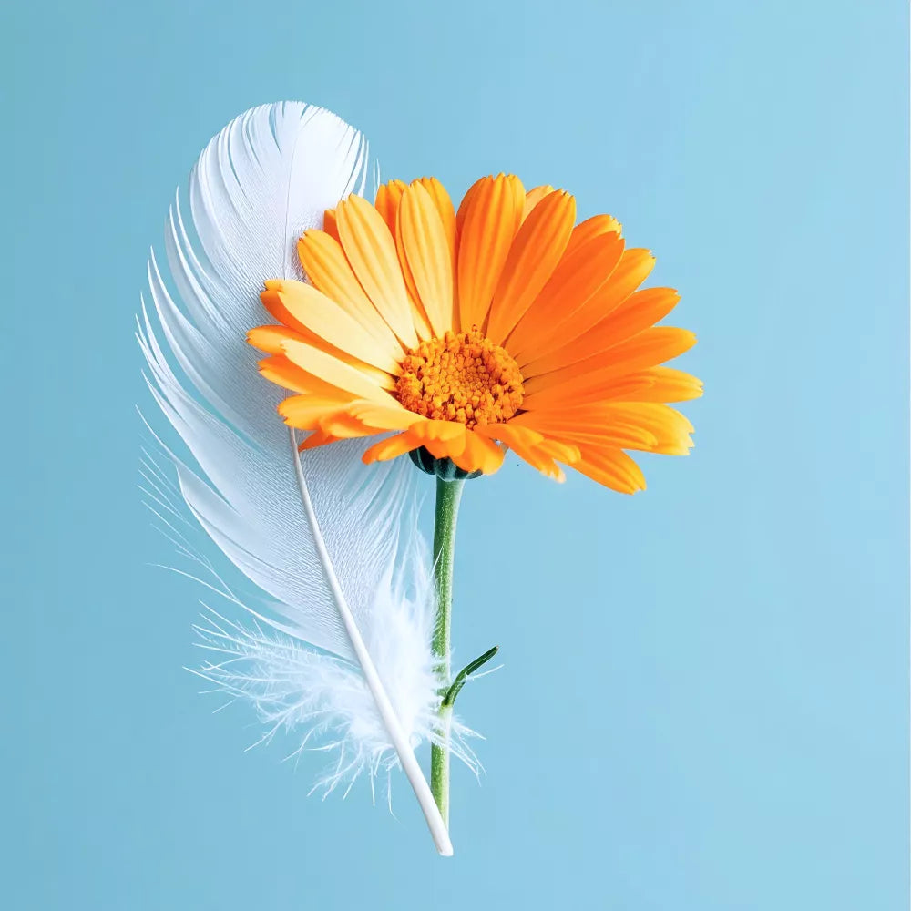 Ein leuchtend orangefarbenes Gänseblümchen und eine weiße Feder stehen Seite an Seite auf einem hellblauen Hintergrund und bilden eine einfache und elegante Komposition.
